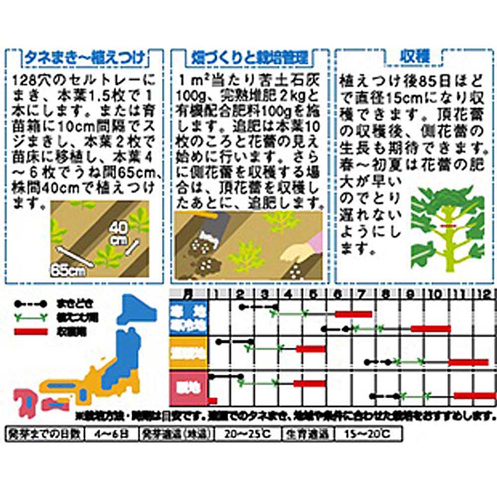 ブロッコリー_緑笛　春秋兼用