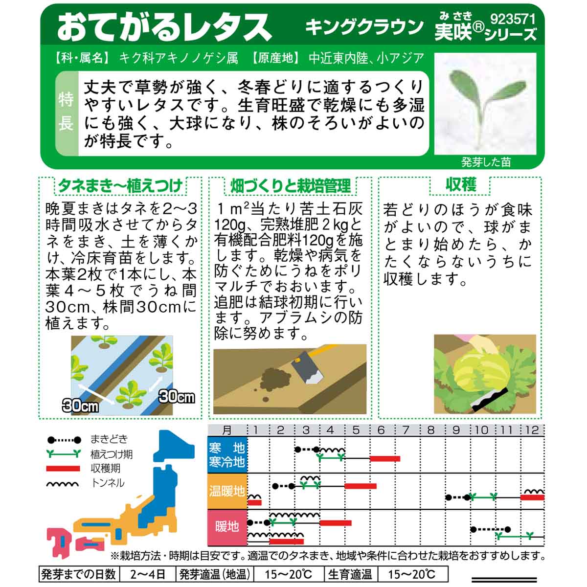 レタス_キングクラウン　春秋兼用