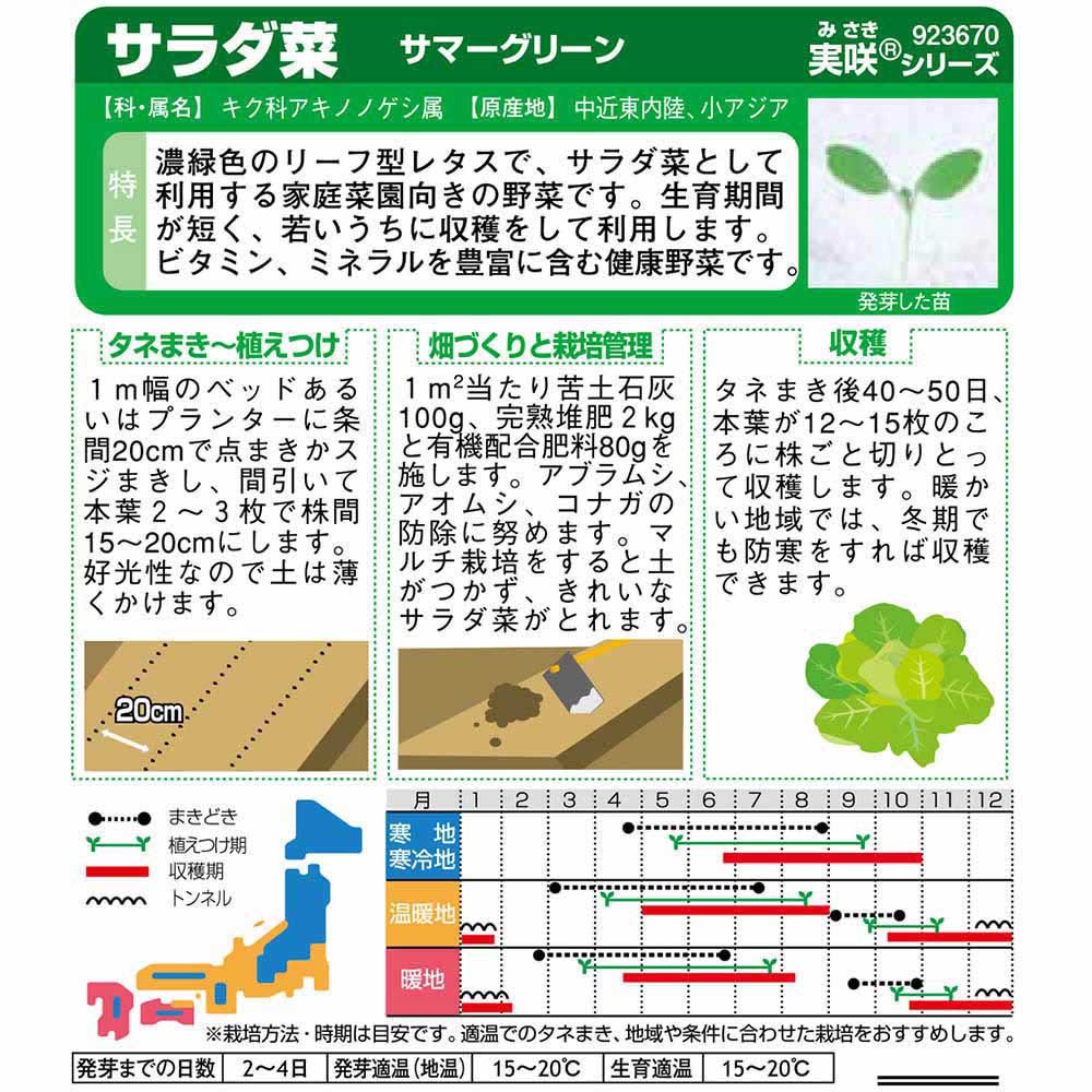 サラダ菜_サマーグリーン　春秋兼用