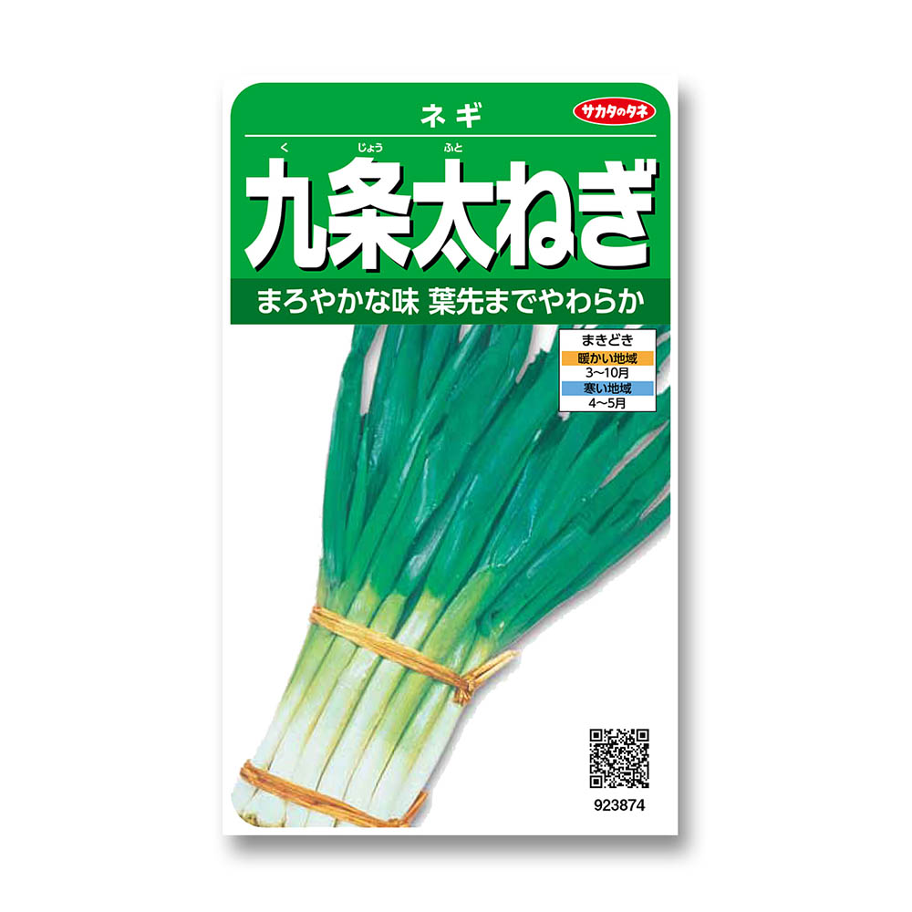 ネギ_九条太　春秋兼用
