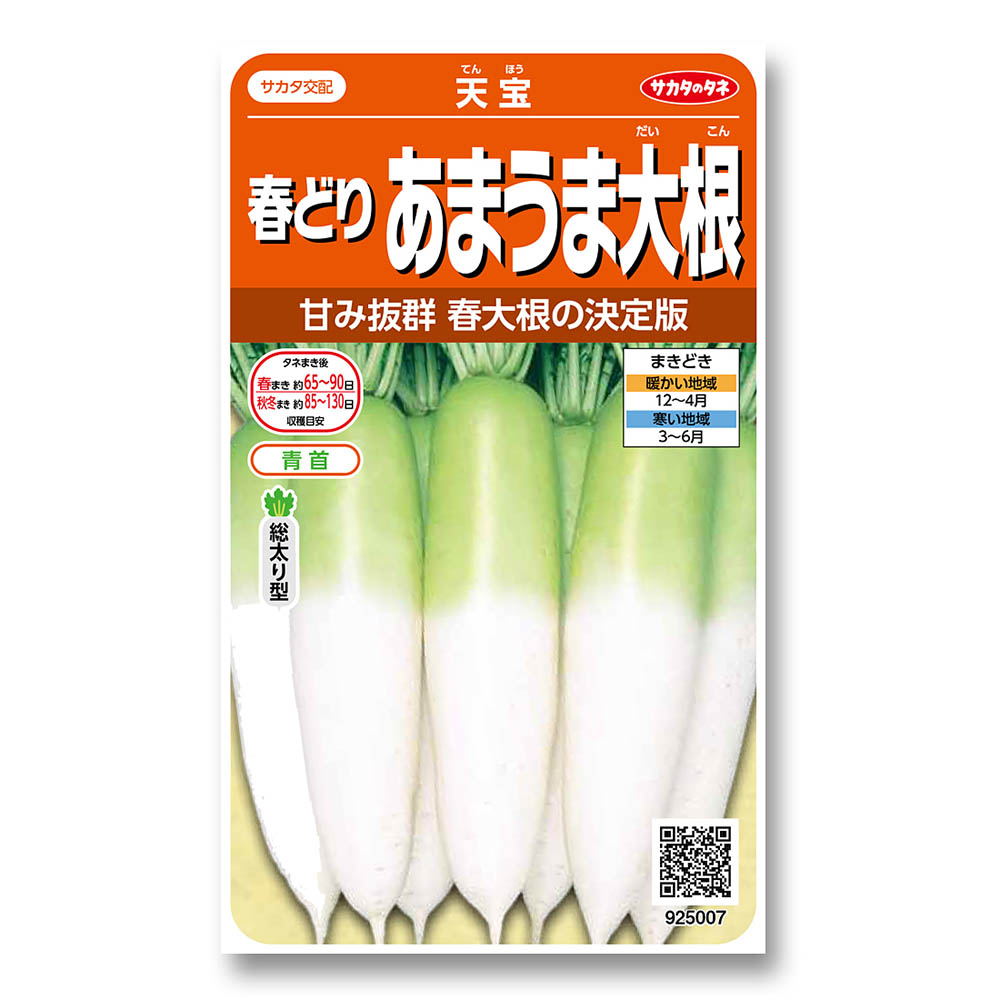 ダイコン_天宝　春秋兼用