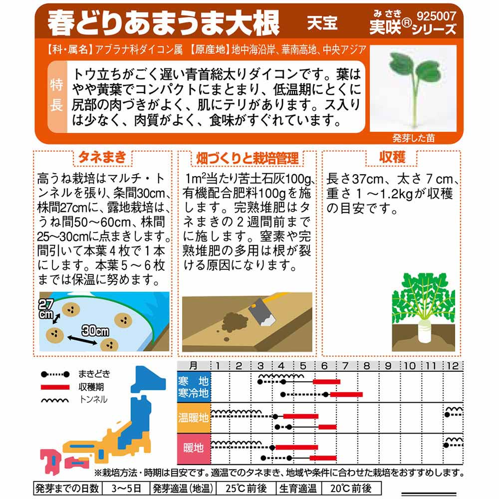 ダイコン_天宝　春秋兼用