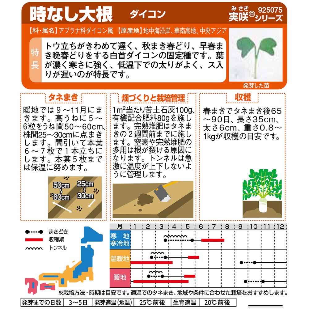 ダイコン_時なし　春秋兼用