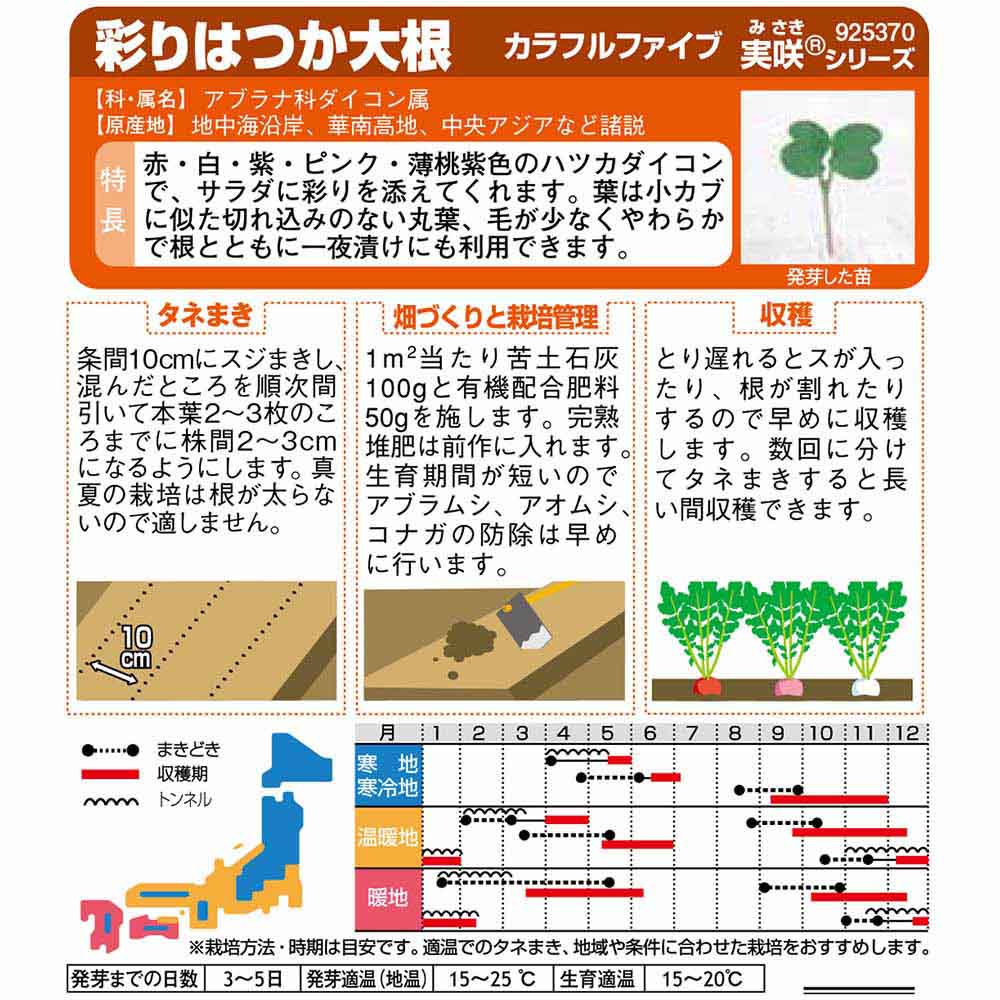 ダイコン_ハツカダイコン_カラフルファイブ　春秋兼用