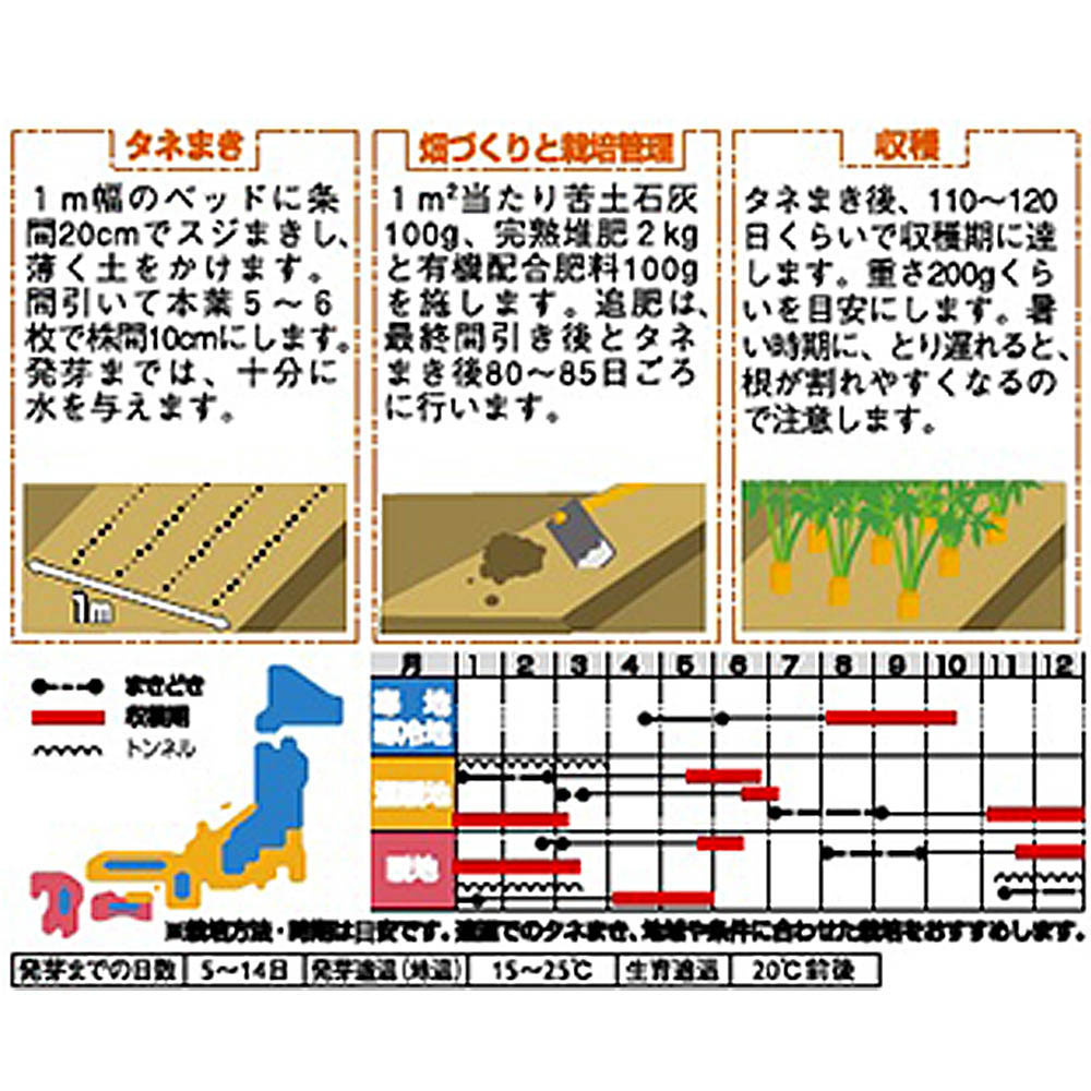 ニンジン_時なし五寸　春秋兼用