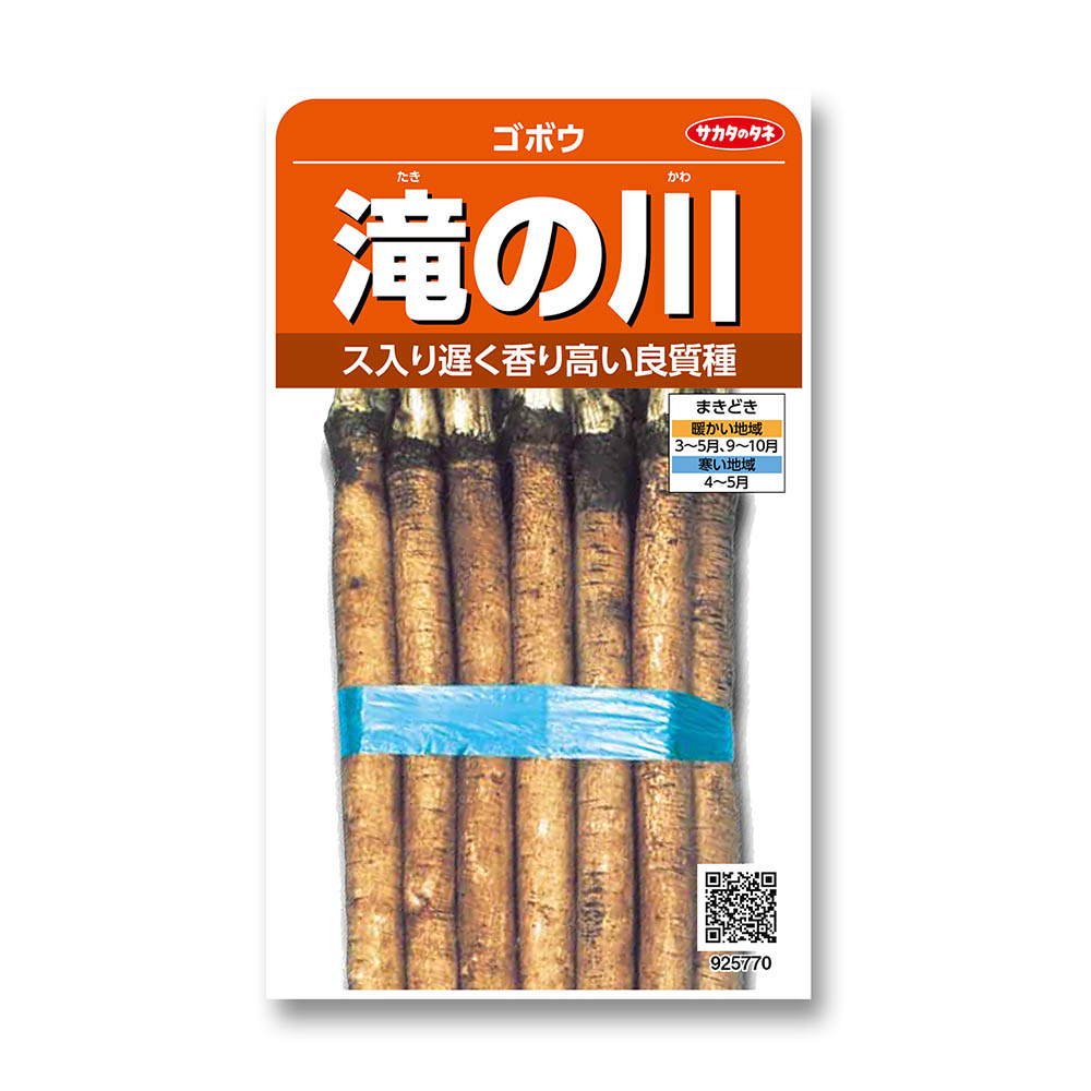 ゴボウ_滝の川　春秋兼用