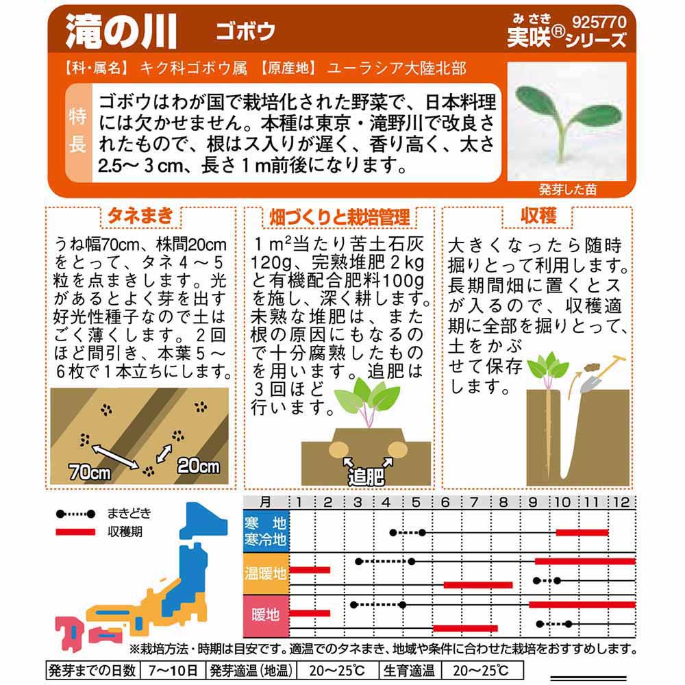 ゴボウ_滝の川　春秋兼用