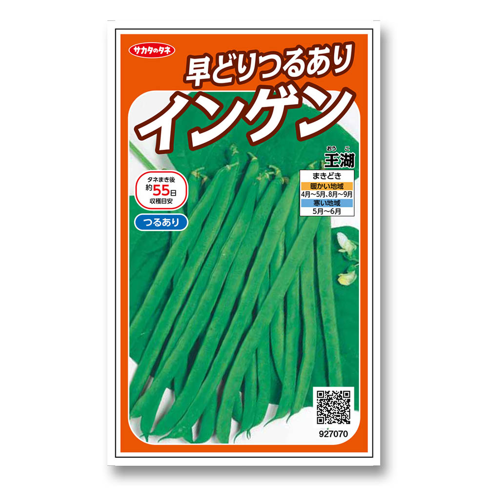 インゲン_つるありインゲン_王湖　春秋兼用