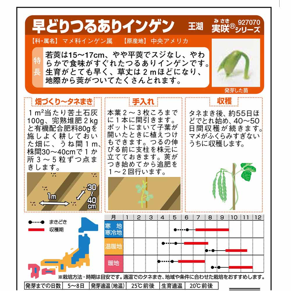 インゲン_つるありインゲン_王湖　春秋兼用