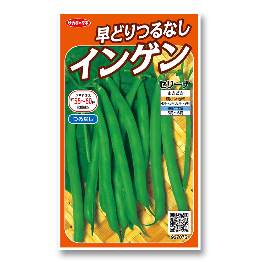 インゲン_つるなしインゲン_セリーナ　春秋兼用