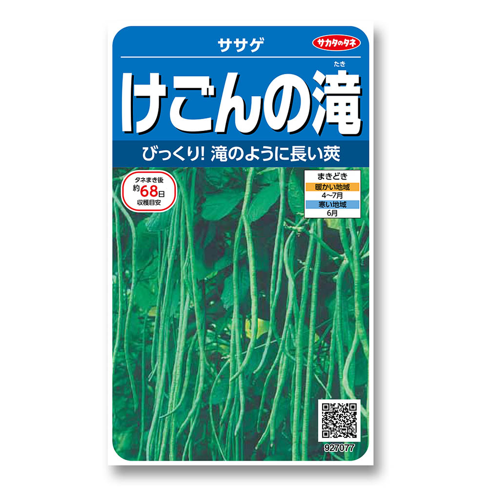 ササゲ_けごんの滝　春まき