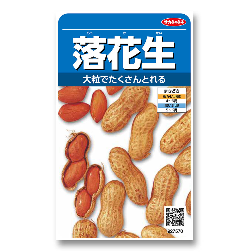 落花生　春まき