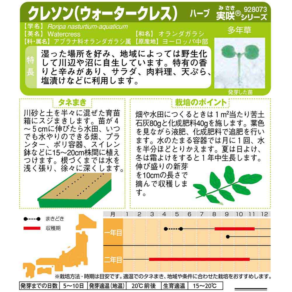クレソン(ウォータークレス)_ハーブ　春秋兼用
