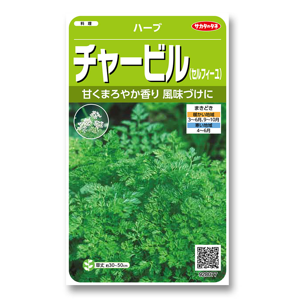 チャービル_ハーブ　春秋兼用