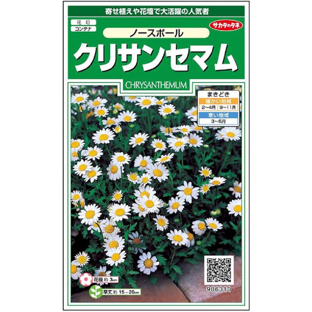 クリサンセマム_ノースポール　春秋兼用