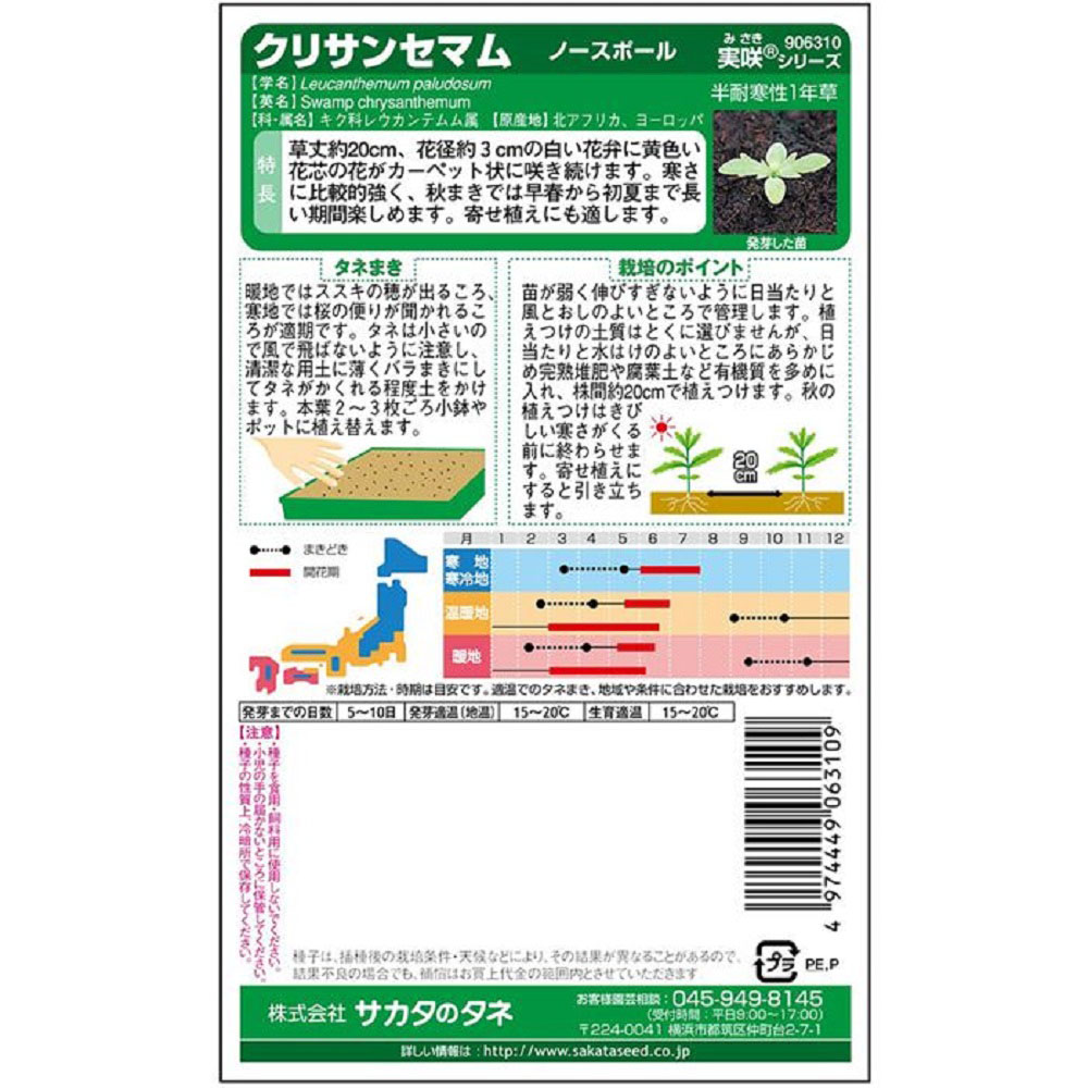 クリサンセマム_ノースポール　春秋兼用
