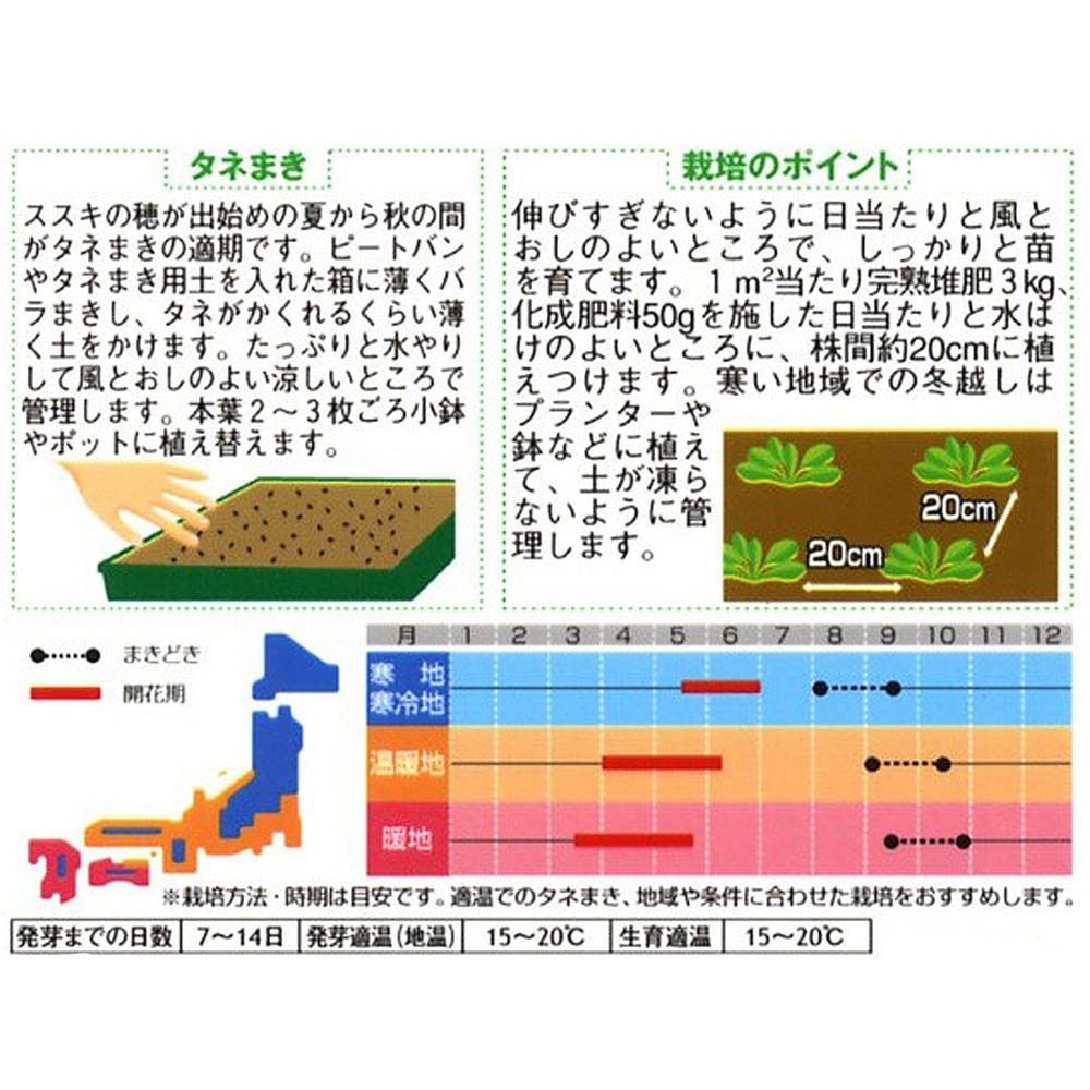わすれな草_ドワーフブルー　春秋兼用