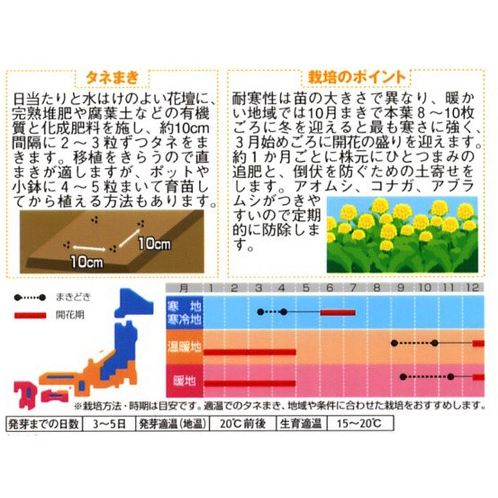 菜の花_寒咲系混合　春秋兼用