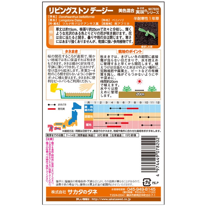 デージー＿リビングストーンデージー　春秋兼用