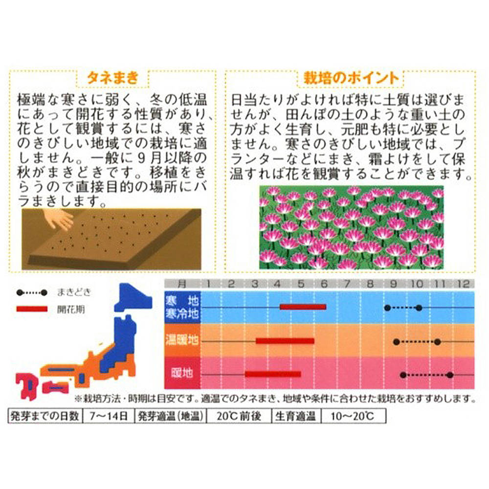 レンゲ_シウンエイ　春秋兼用