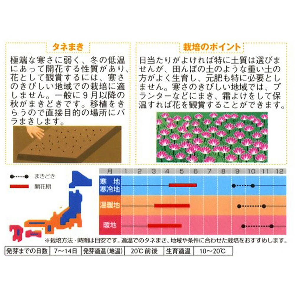 レンゲ_シウンエイ