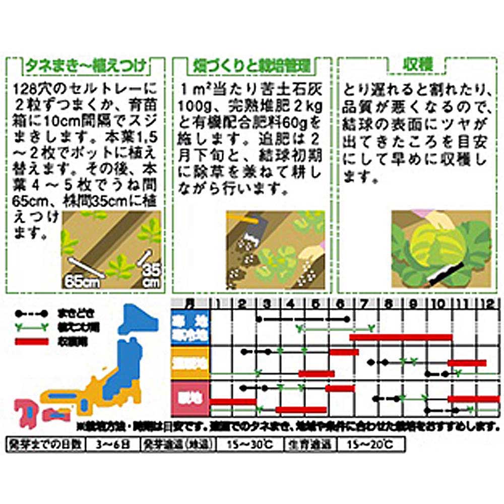 キャベツ_秋マキ春ドリキャベツ_富士早生　春秋兼用