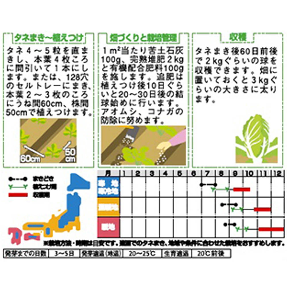 白菜_耐病早生60日型