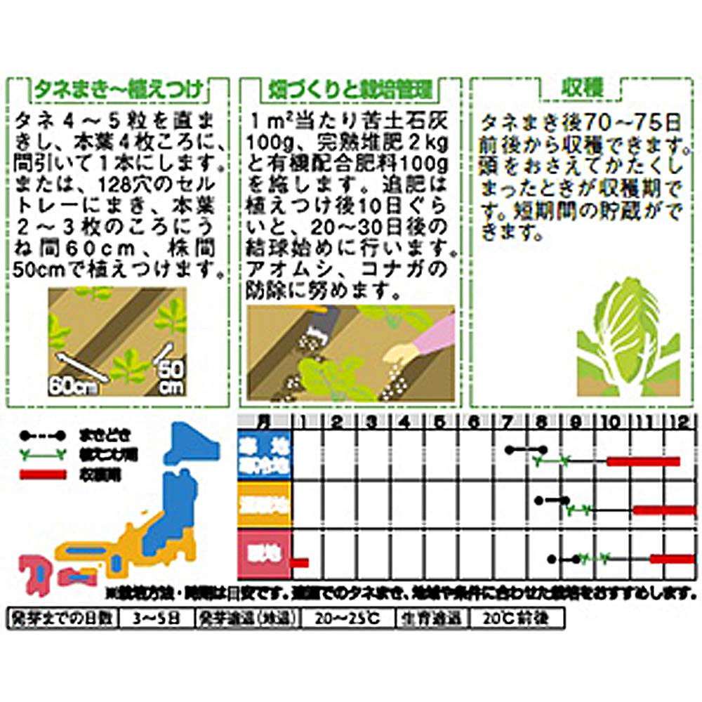 白菜_耐病中生75日型