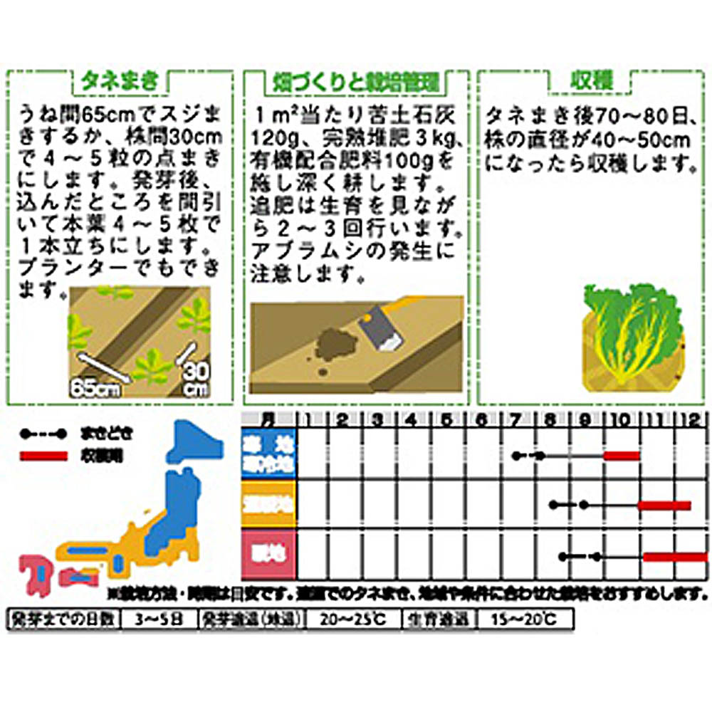 ツケナ_からしな_こぶたかな