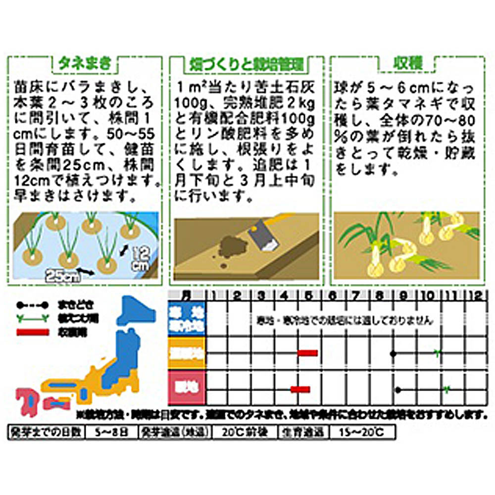 タマネギ_貝塚早生