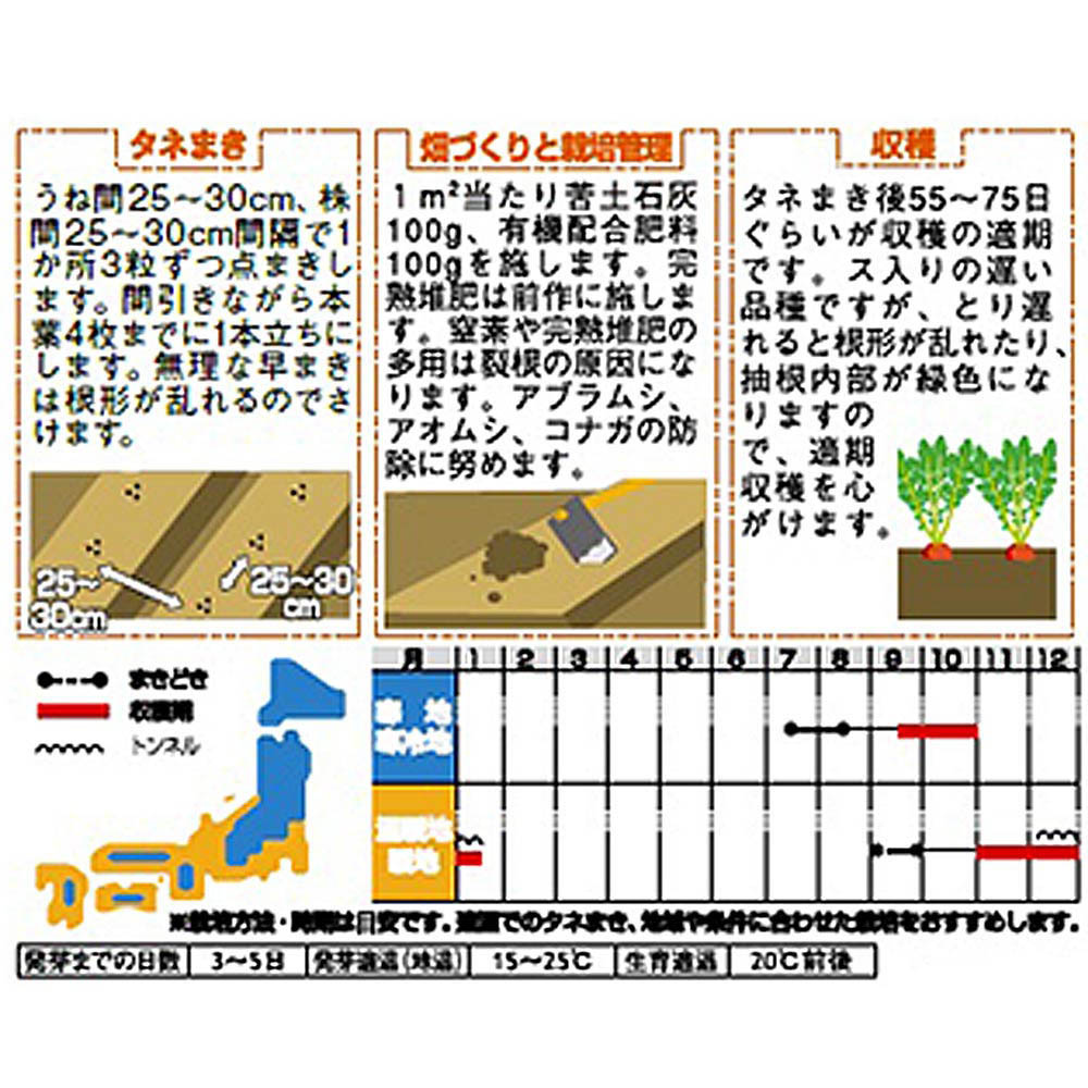 ダイコン_紅化粧
