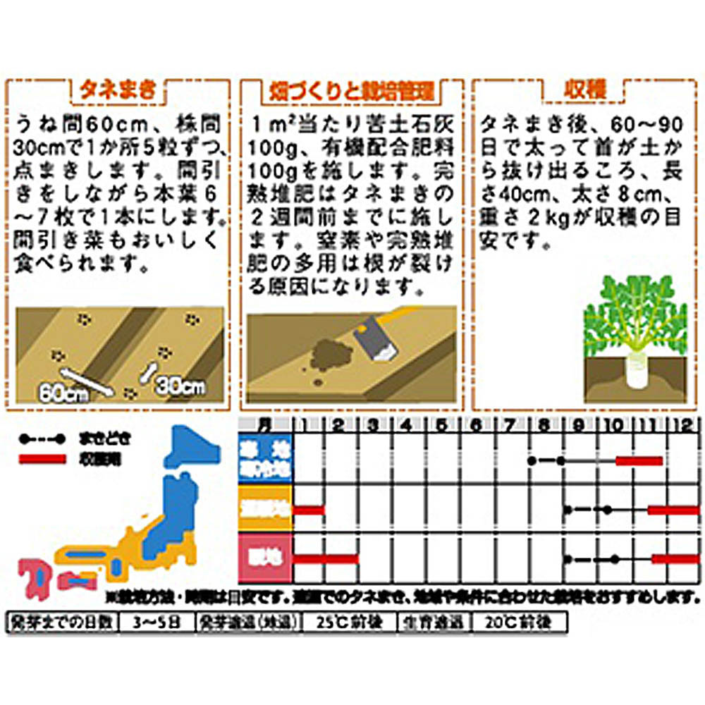 ダイコン_大蔵大根