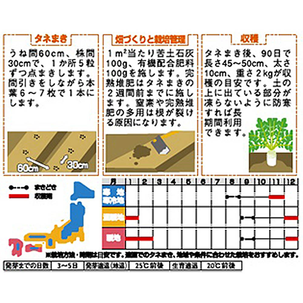 ダイコン_三浦大根