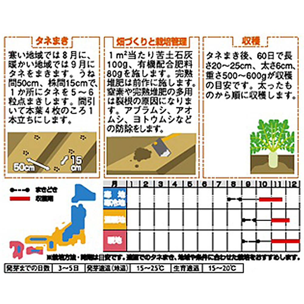 ダイコン_中国ダイコン_江都青長