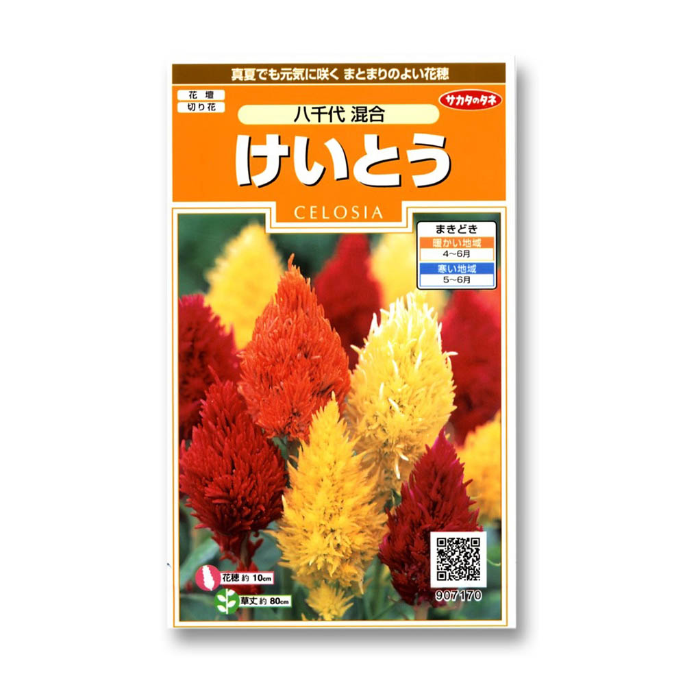 けいとう_八千代混合　春秋兼用