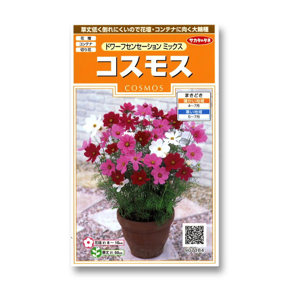 コスモス_ドワーフセンセーションミックス　春秋兼用
