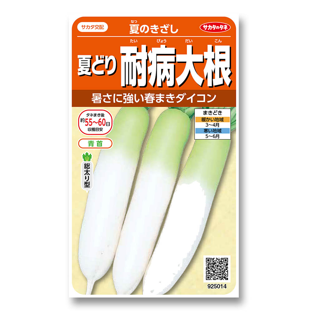 ダイコン_夏のきざし　春まき