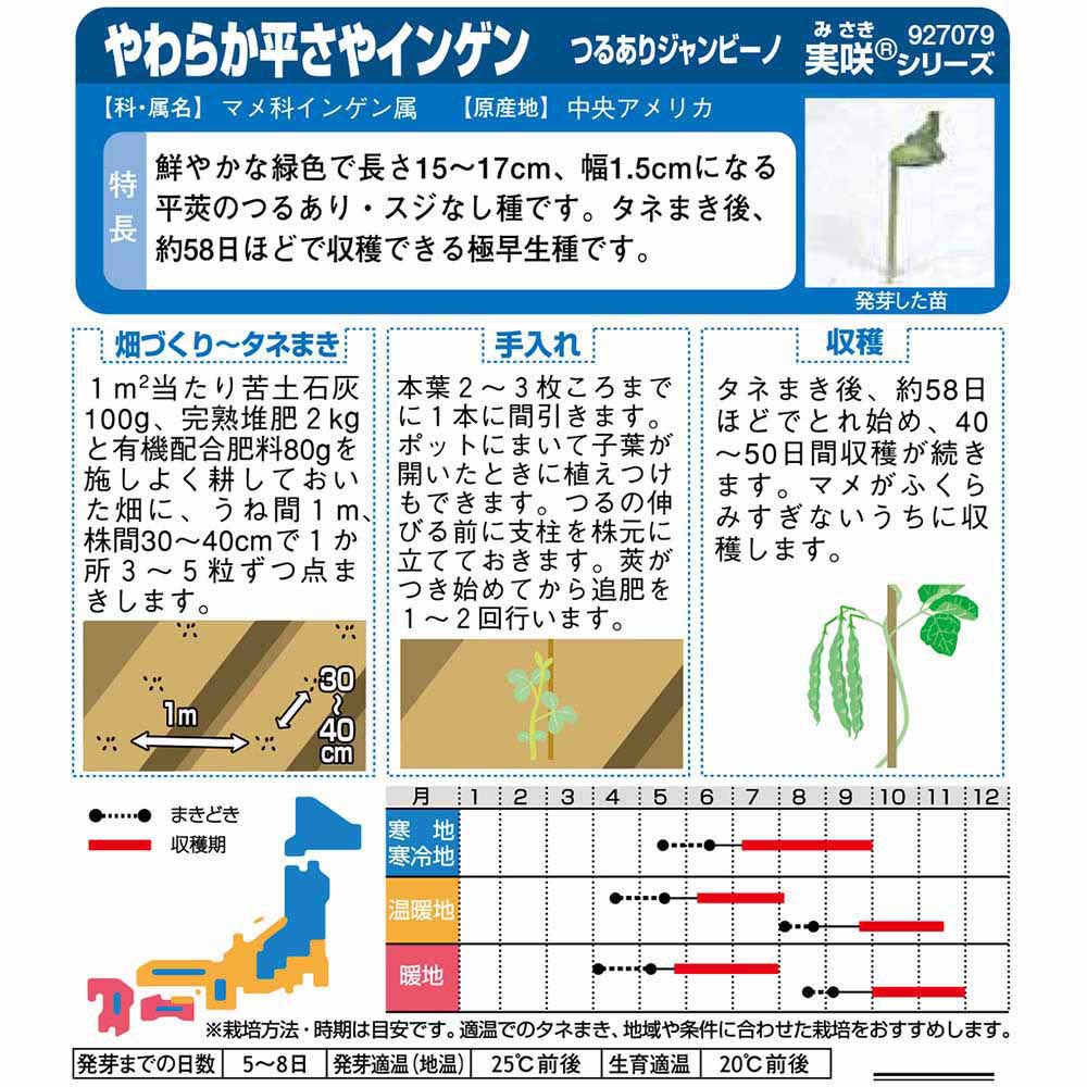 インゲン_つるありインゲン_ジャンビーノ　春秋兼用