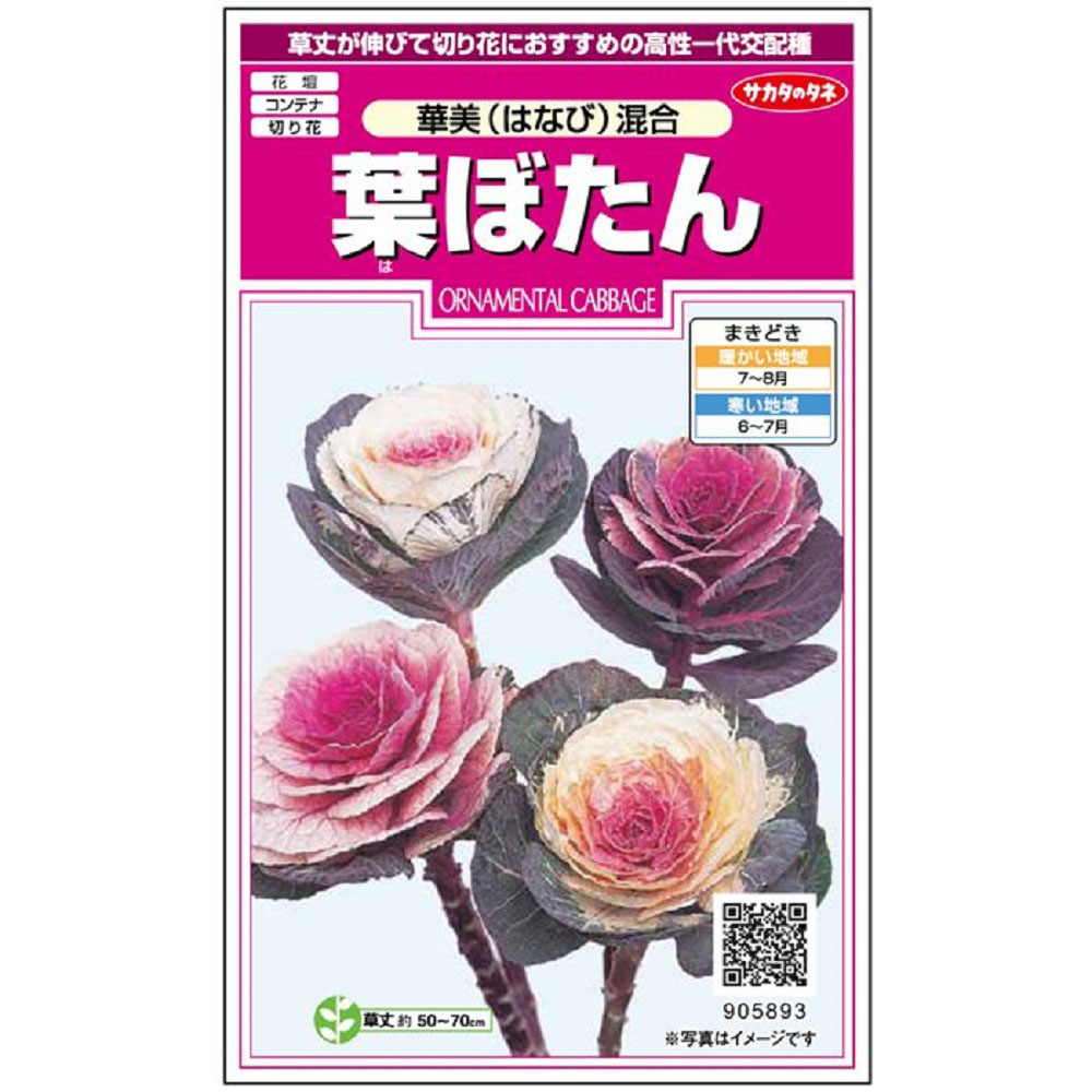 葉ぼたん_華美混合　春秋兼用