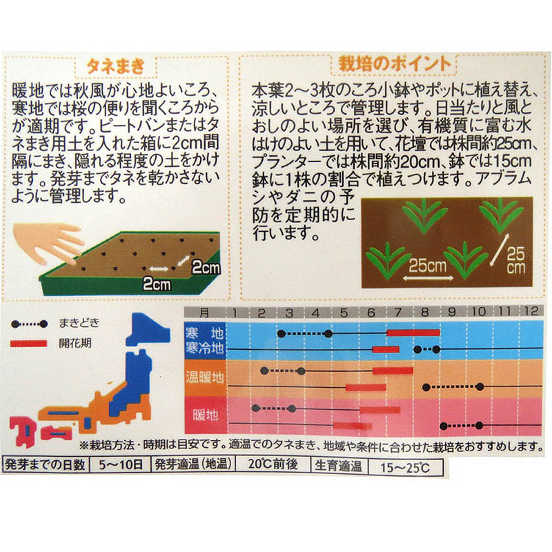カーネーション_シャボージャイアント　春秋兼用