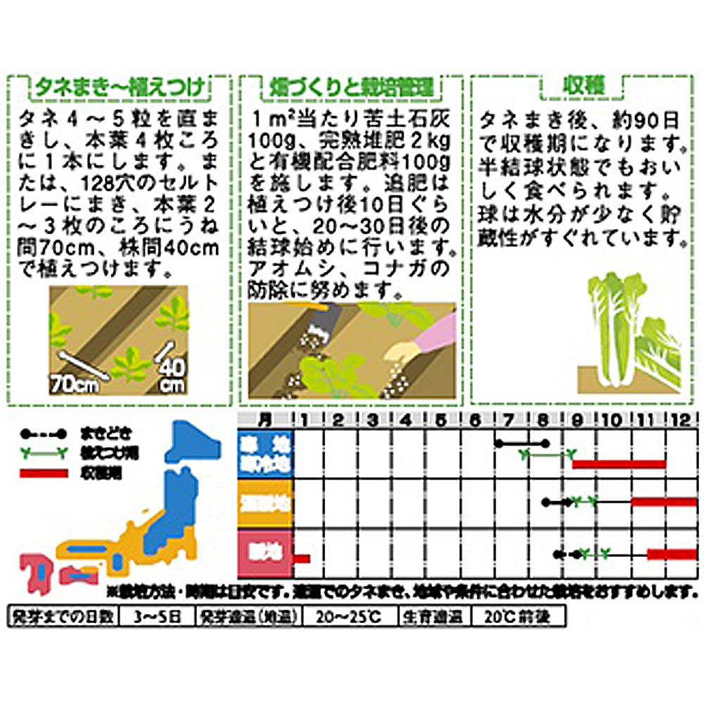 白菜_中国紹菜白菜