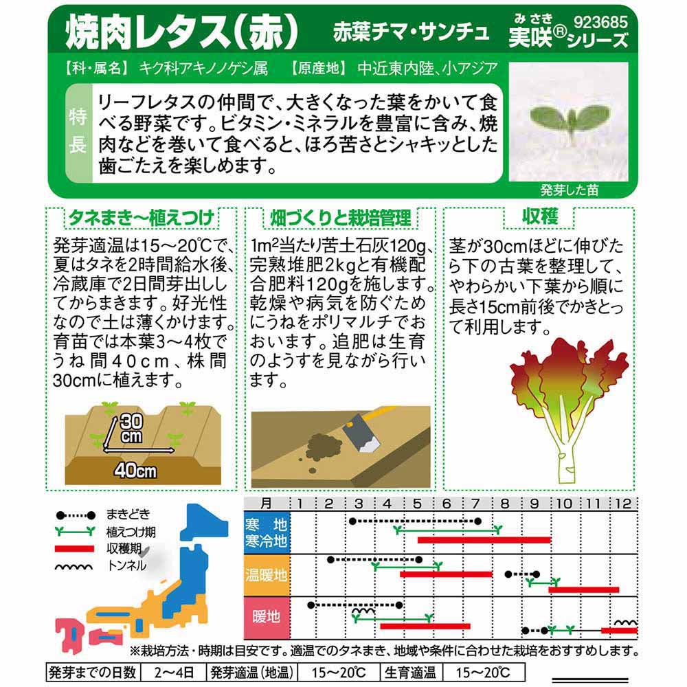 チマ･サンチュ_赤葉_かきチシャ　春秋兼用