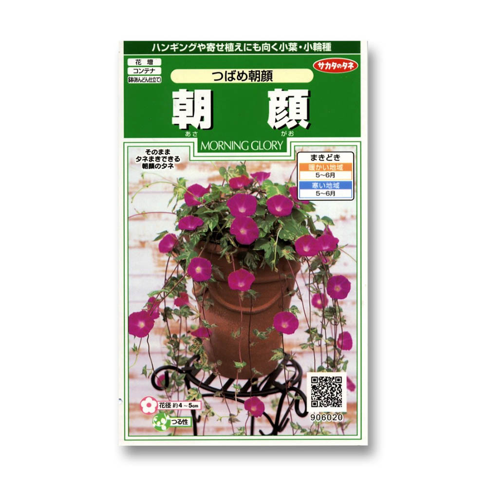 朝顔_つばめ朝顔　春秋兼用