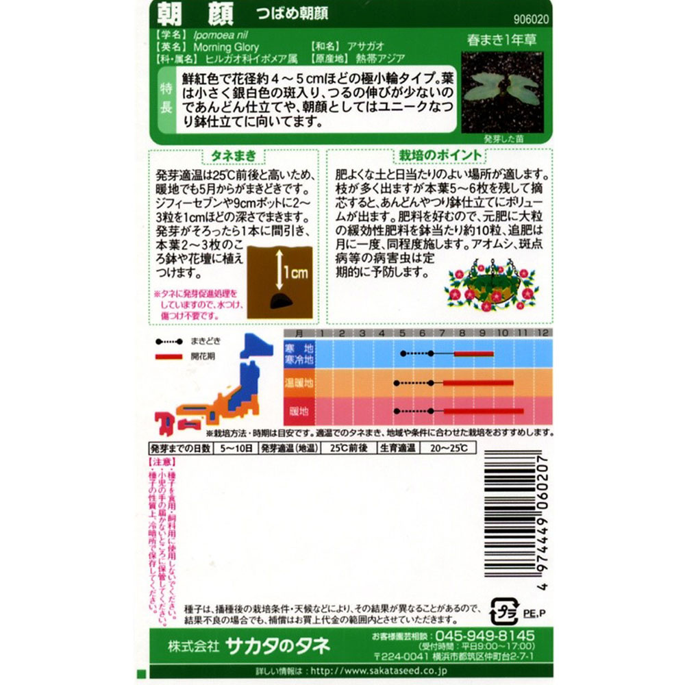 朝顔_つばめ朝顔　春秋兼用