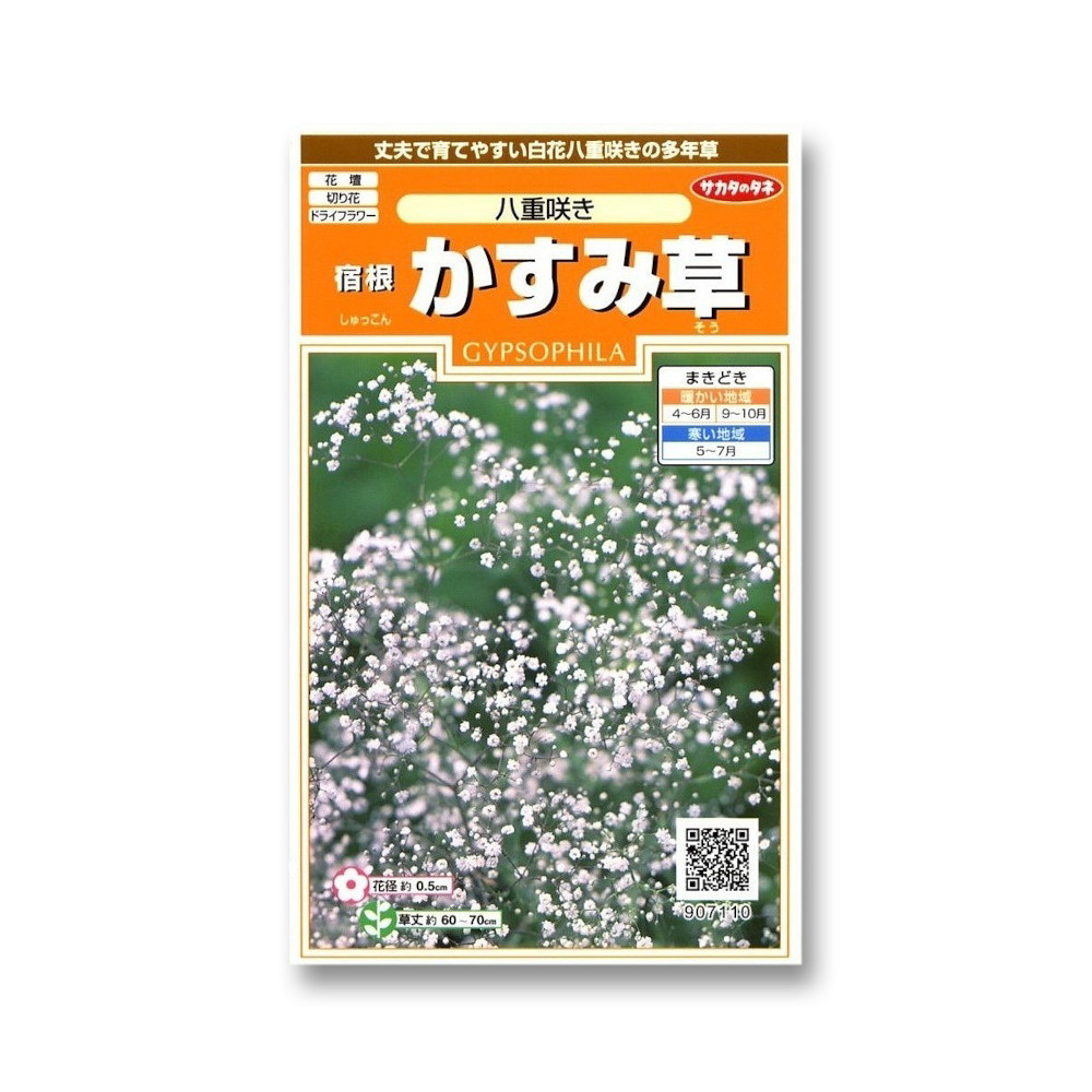 カスミソウ_宿根かすみ草_八重咲き　春秋兼用