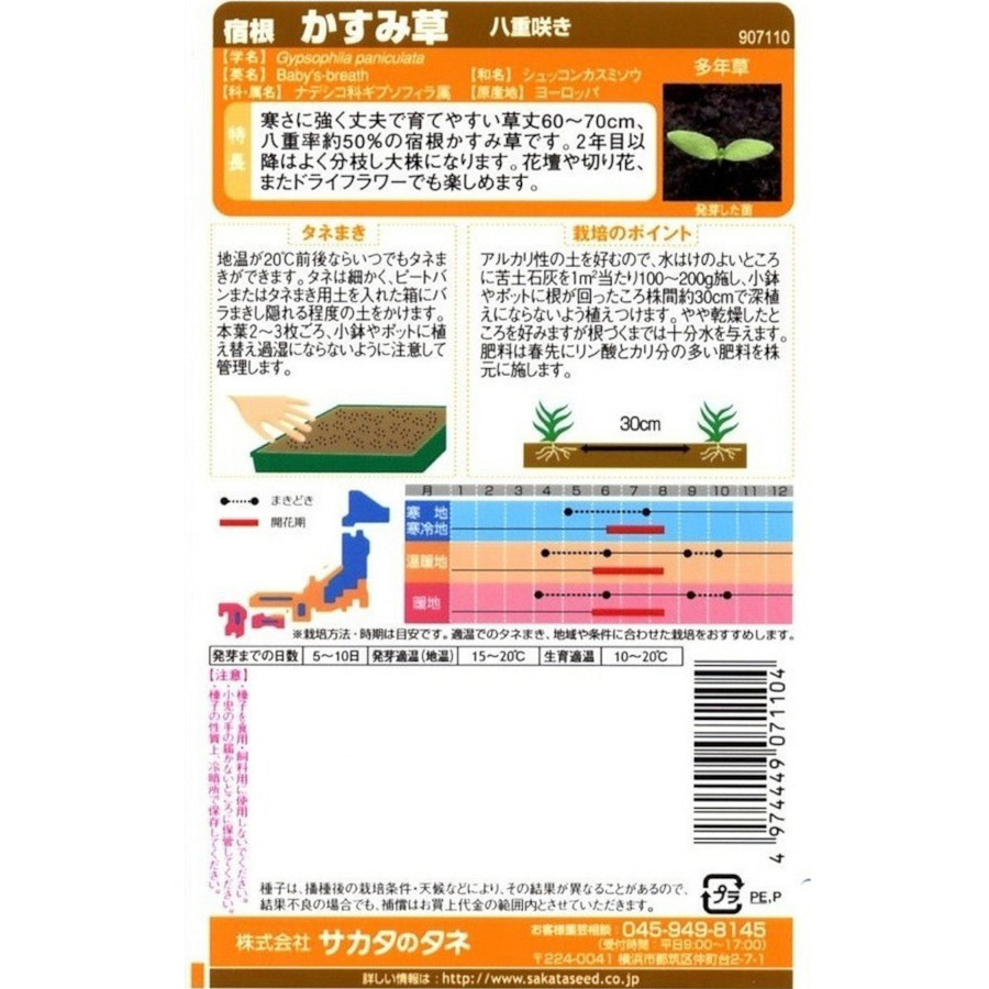 カスミソウ_宿根かすみ草_八重咲き　春秋兼用