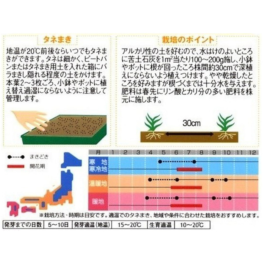 カスミソウ_宿根かすみ草_八重咲き　春秋兼用