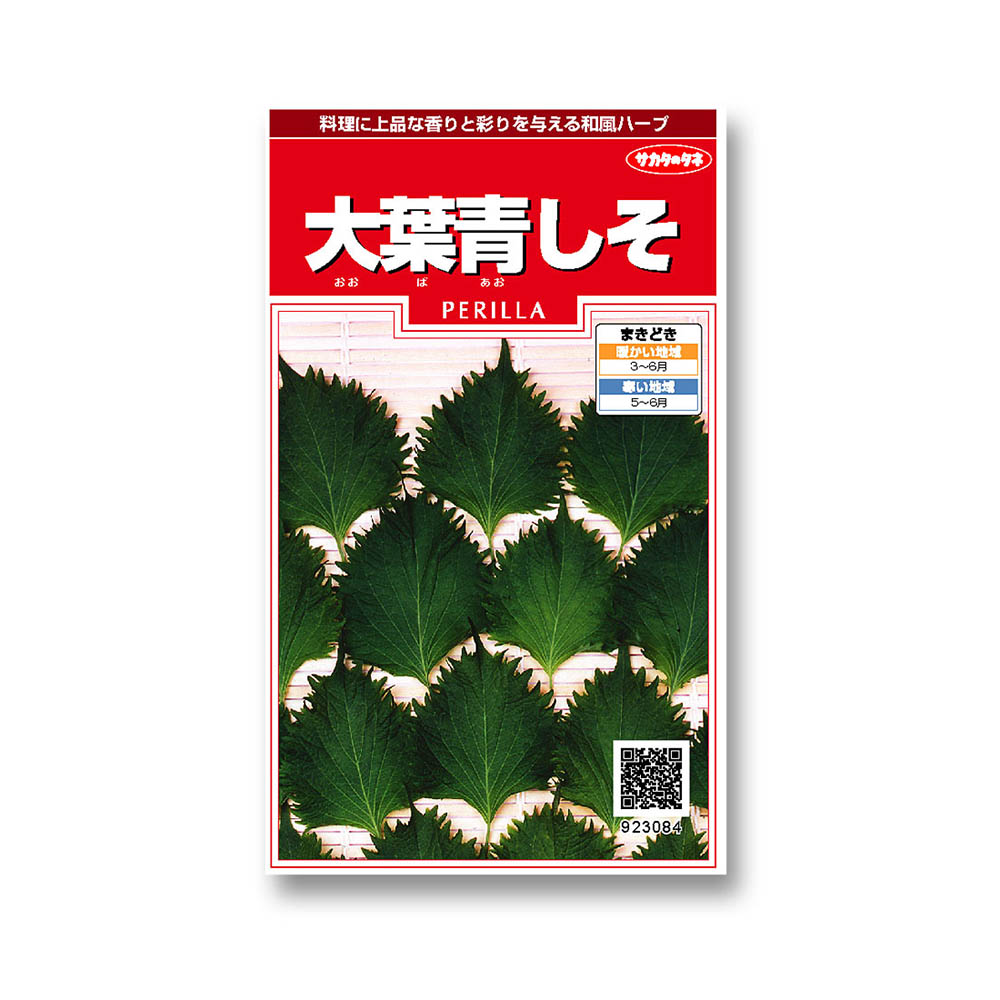 シソ_大葉青しそ　春まき