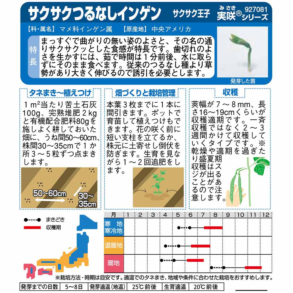 インゲン_つるなしインゲン_サクサク王子　春秋兼用