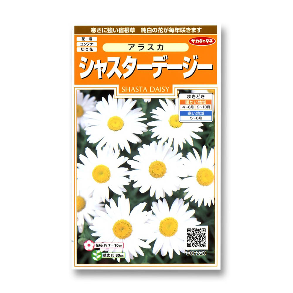 デージー_シャスター デージー_アラスカ　春秋兼用